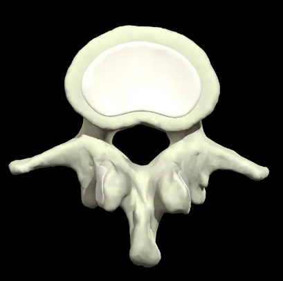 <p>vertebrae </p>
