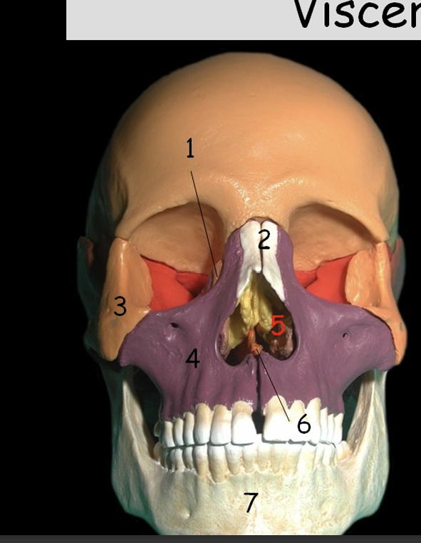 <p>1 (zit voor os ethmoidale)</p>