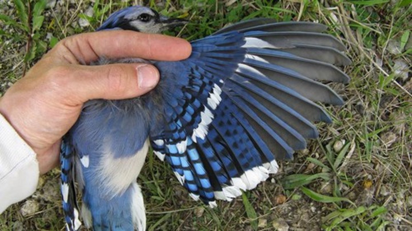 <p>Attractive traits that increase mating success</p>