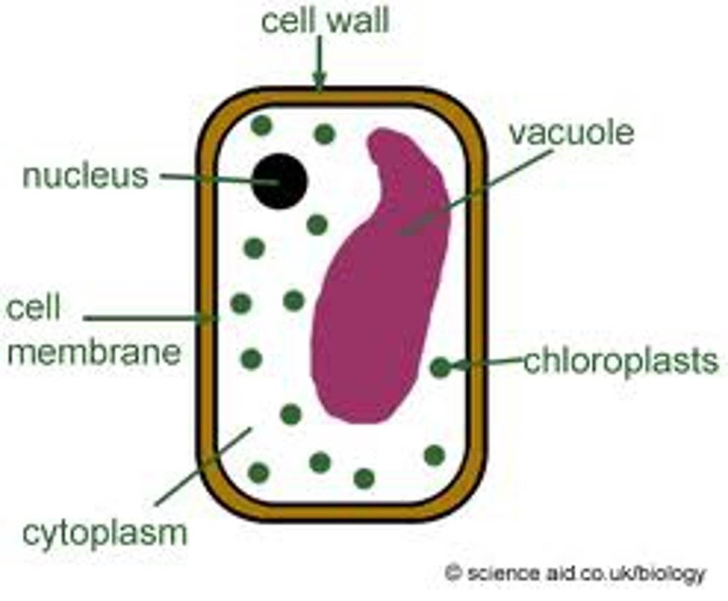 <p>Thick outer layer in plant cells. Made of the carbohydrate cellulose. It maintains the shape of these cells and creates a protective barrier. Fluid collects in the plant cell's vacuole and pushes against it, creating turgor pressure. Also found in fungi, algae, and some bacteria.</p>