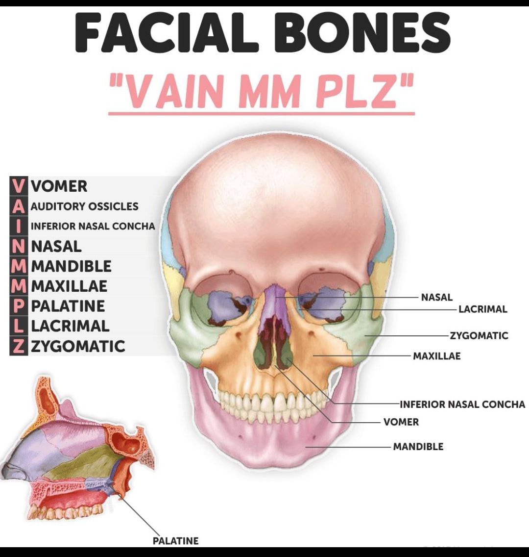 <p>maxillae (2)</p><p>zygomatic bones (2)</p><p>nasal bones (2)</p><p>lacrimal bones (2)</p><p>palatine bones (2)</p><p>inferior nasal conchae (2)</p><p></p><p><strong>Unpaired facial bones</strong> (2 total):</p><p>mandible (1)</p><p>vomer (1)</p><p></p>