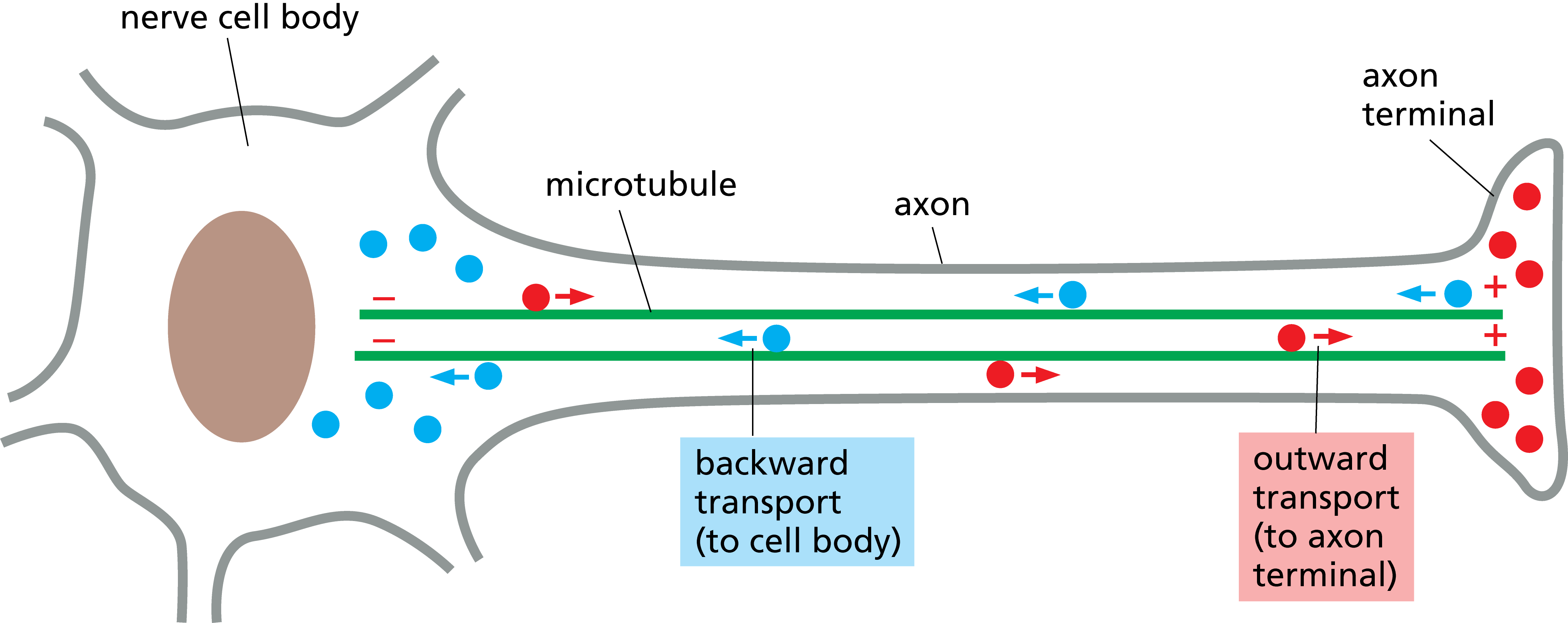 <p>Within this image, the ___ <span>cargo is being transported by kinesin and the ____ cargo is being transported by dynein.</span></p>