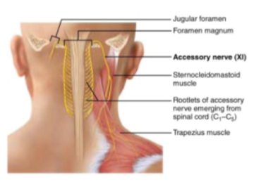 <p>Motor nerve of swallowing and head &amp; shoulder movements</p>