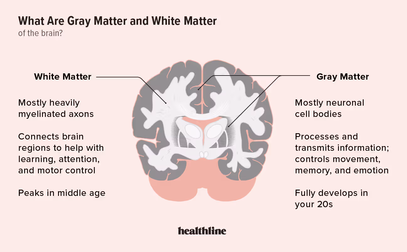 <p>White matter</p>