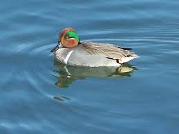 Green-winged Teal