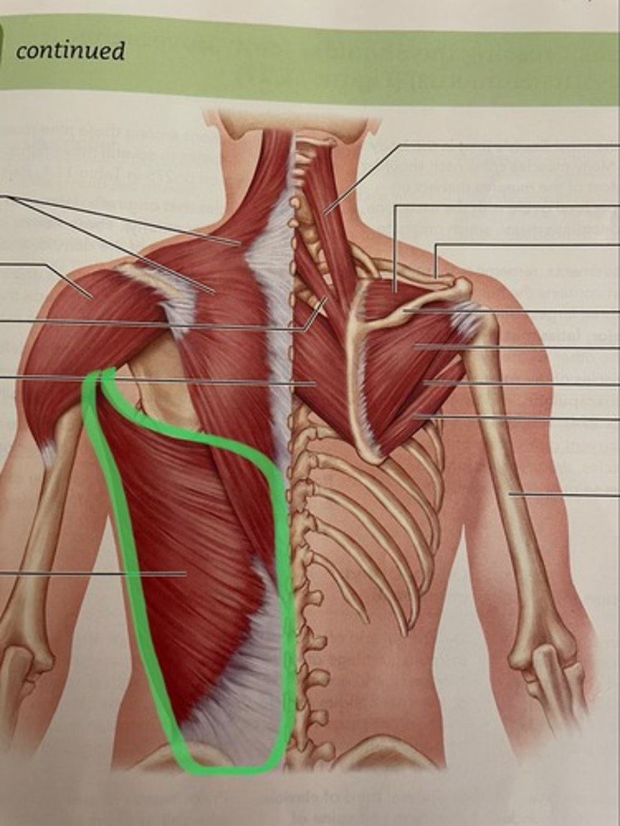 <p>O: thoracic &amp; lumbar vertebrae</p><p>I: intertubercular groove of humerus</p><p>A: extends shoulder (primary mover)</p>