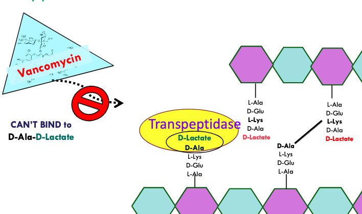 <ul><li><p>normal → vancomycin impedes cell wall synthesis by binding to D-Ala D-Ala and thus blocking transpeptidase</p></li><li><p>resistance → bacteria make D-Ala-D-Lactate which vancomycin cannot bind to </p><ul><li><p>transpeptidase can bind to D-Ala-D-Lactate and make crosslink</p></li></ul></li></ul><p></p>