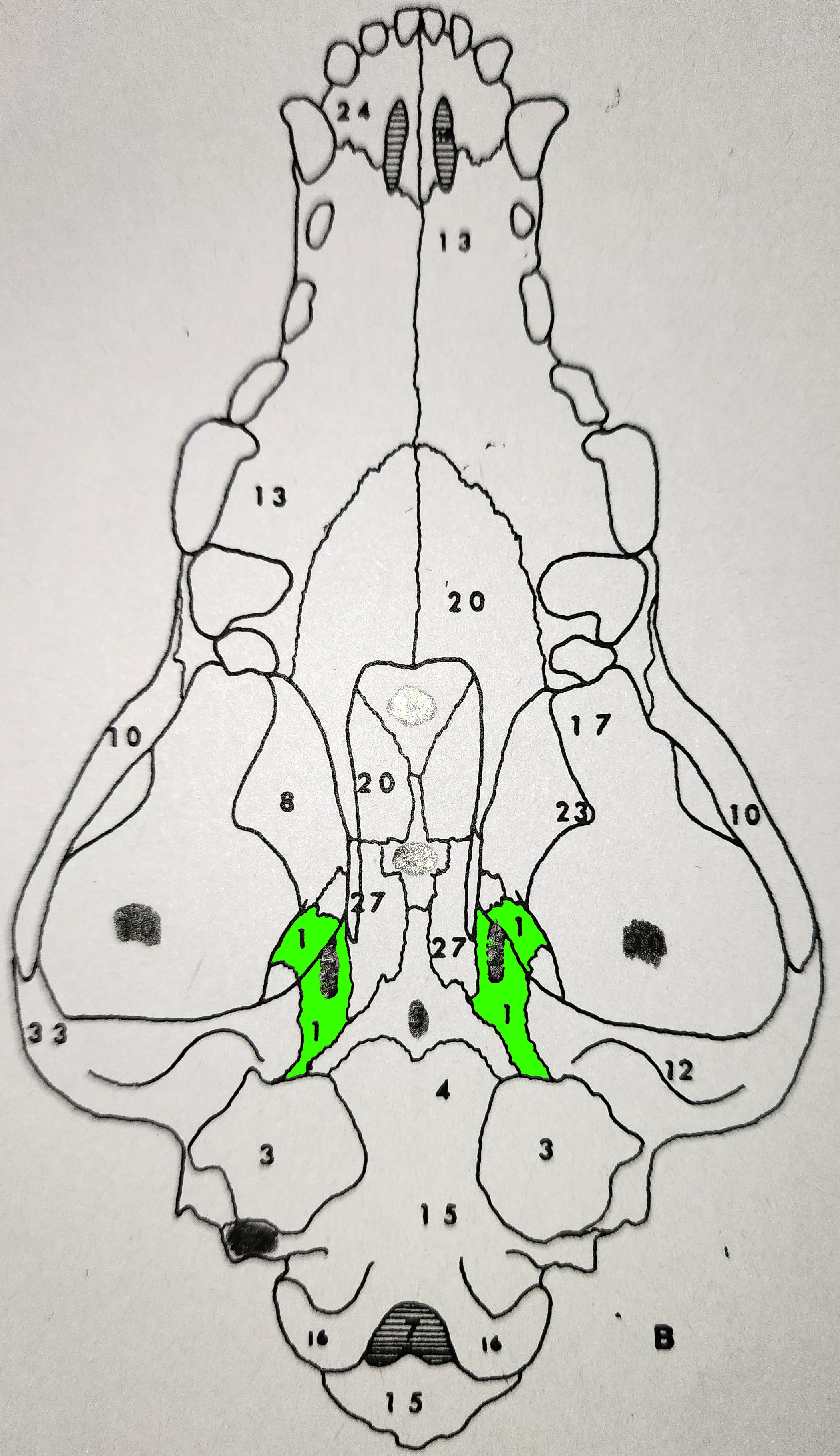 knowt flashcard image