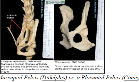 <p>slender bones that extend cranially from the pubic bones. They are found in monotremes, reptiles, and marsupial mammals.</p><ul><li><p>Marsupials have an epipubic bone to support the pouch.</p></li></ul><p></p>
