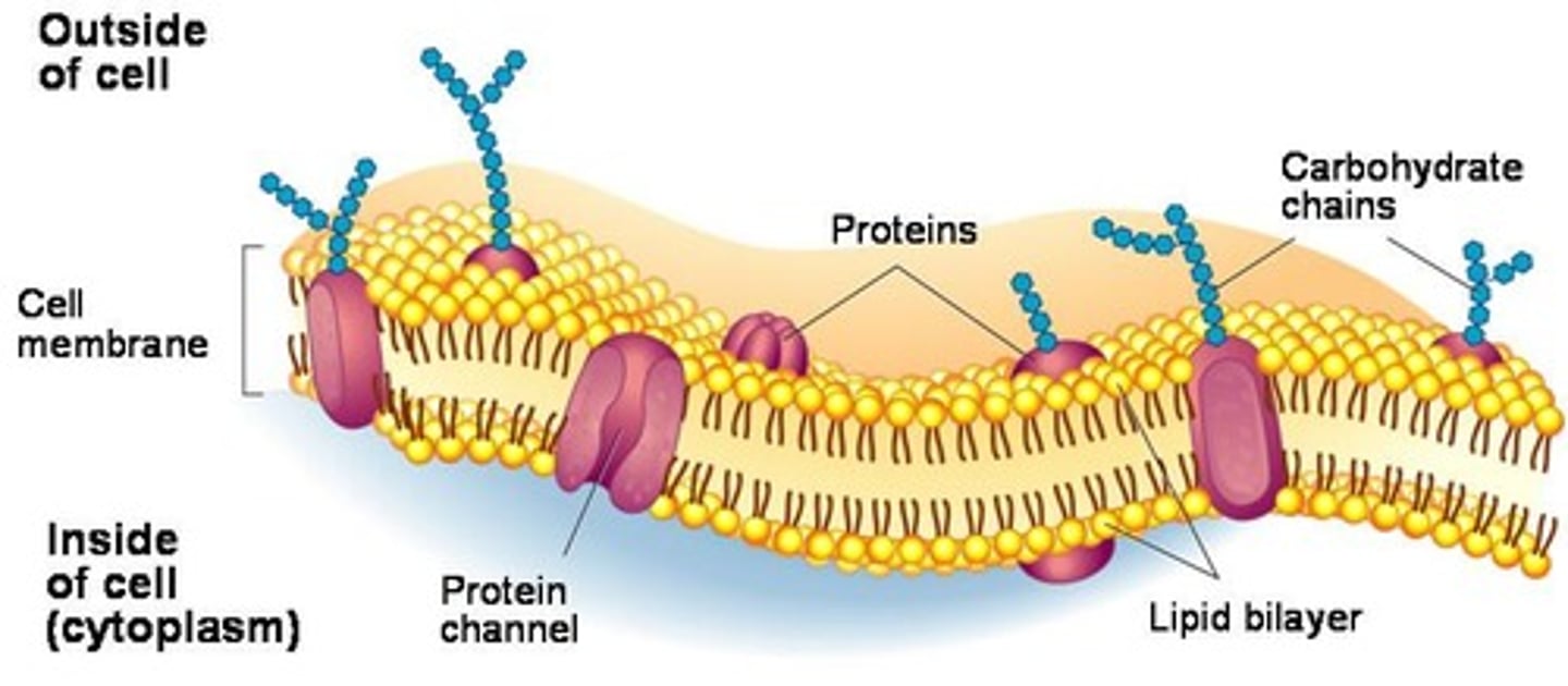 <p>Biological membranes serve as barriers, facilitate communication, and regulate the transport of substances.</p>