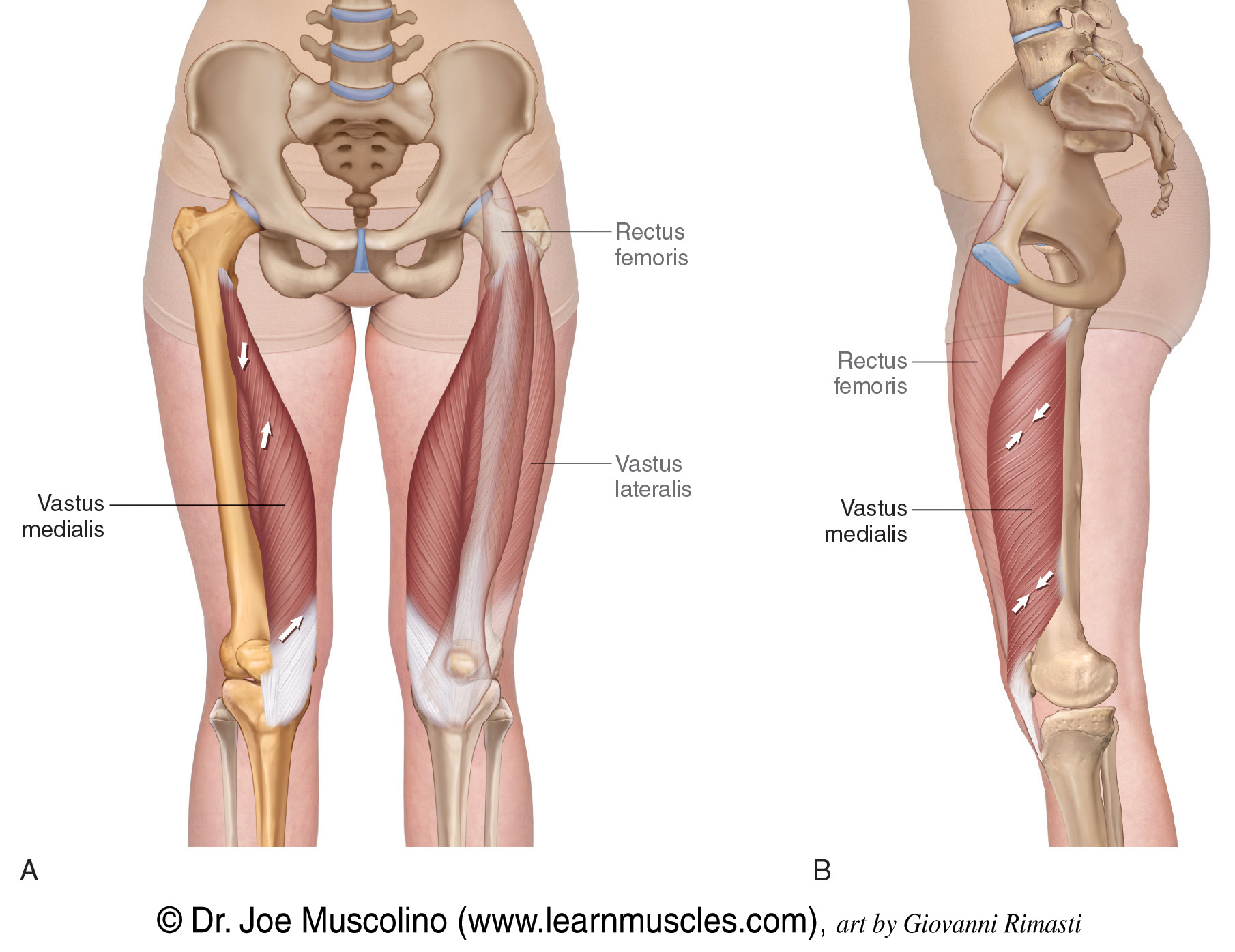 <p>Vastus Medialis</p>