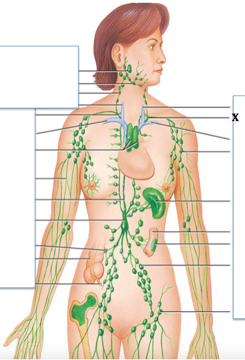 <p>Identify the structure labeled with "<strong>X</strong>"</p>