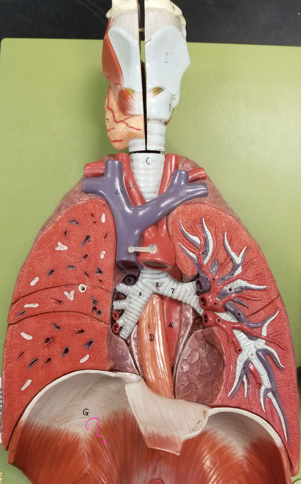 <p>what is outlined?</p>