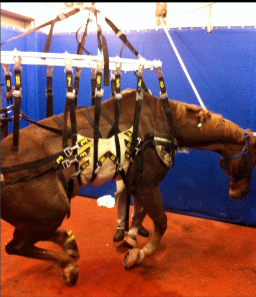 <p>what type of sling is this</p>