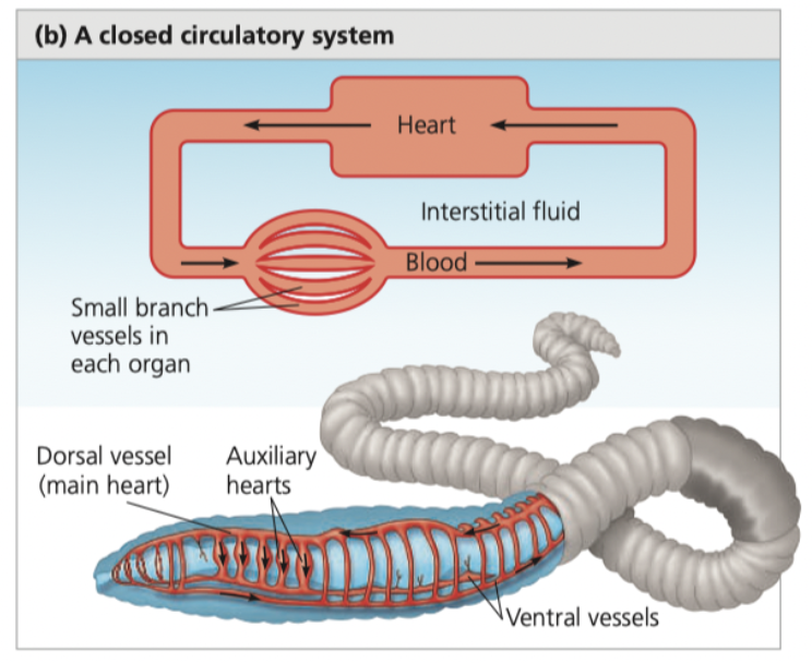 <p><strong>Closed Circulatory System</strong></p><ul><li><p>Circulatory fluid (confined to vessels) = <strong>_____,</strong> different to interstitial fluid</p></li><li><p>heart/s pump blood into larger vessels that branch into smaller ones, which infiltrate tissues and organs</p></li><li><p>Chemical exchange</p><ul><li><p>Between blood and ______ fluid</p></li><li><p>Between interstitial fluid and body ____</p></li></ul></li><li><p>_____ (earthworms), ____ (squids and octopuses), and all _____</p></li><li><p>Advantages:</p><ul><li><p>___ blood pressure = effective delivery of oxygen and nutrients in</p></li></ul></li></ul>