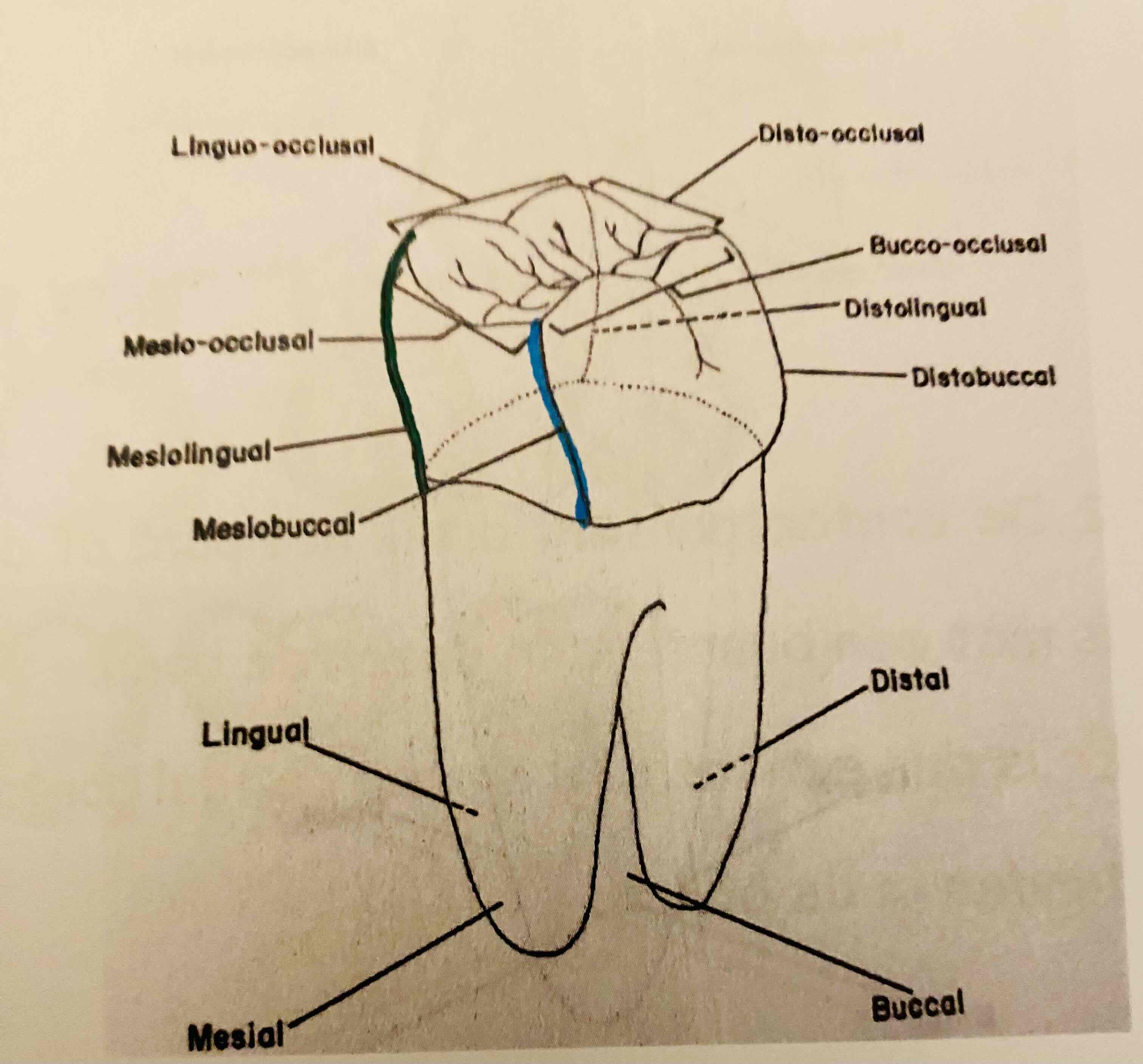 <p>Benoem de hoeklijnen van de posterieure tand.</p>