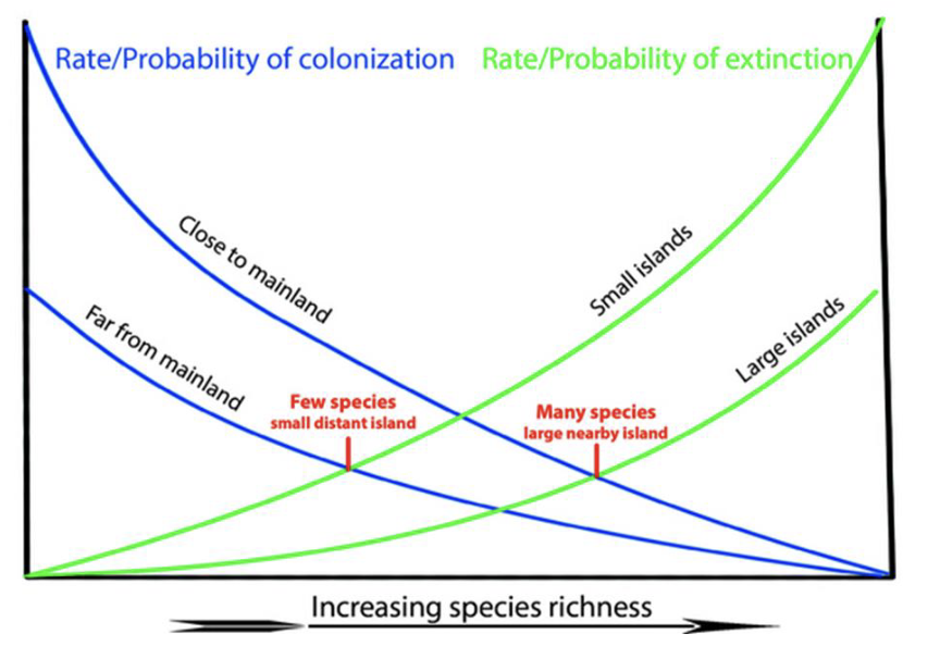 <ul><li><p>island size affects extinction rates</p></li><li><p>island remoteness affects immigration rates</p></li><li><p>predictions on long term trends</p><ul><li><p>number of species reaches constant level</p></li><li><p>continual species turnover</p></li></ul></li></ul><p></p>