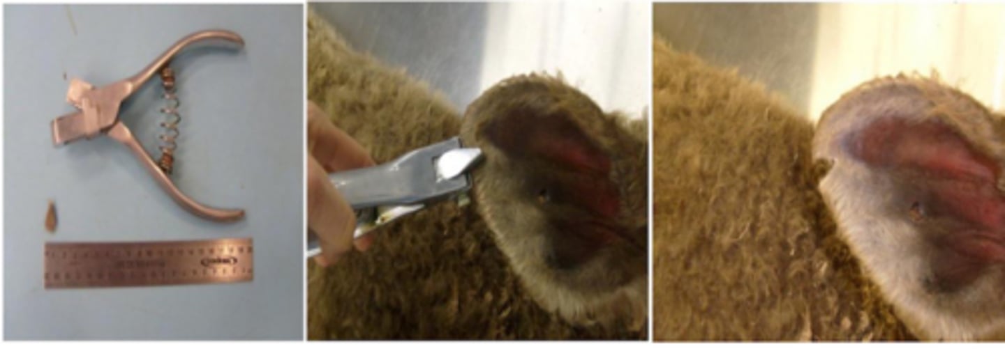 <p>Ear notching is done for what animals?</p>