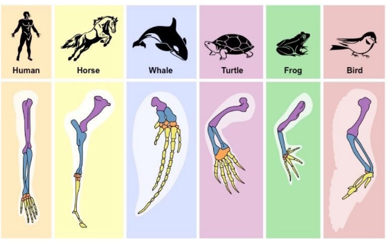 <p>Anatomical features that are similar in basic structure despite being used in different ways are called homologous structures</p><p>Ex</p><ul><li><p>Tetrapods (organisms with 4 limbs) all have very similar bone structures in their limbs (pentadactyl), despite different functions for the limbs.</p></li><li><p>This indicates a common ancestor, followed by evolutionary changes and natural selection.</p></li></ul>