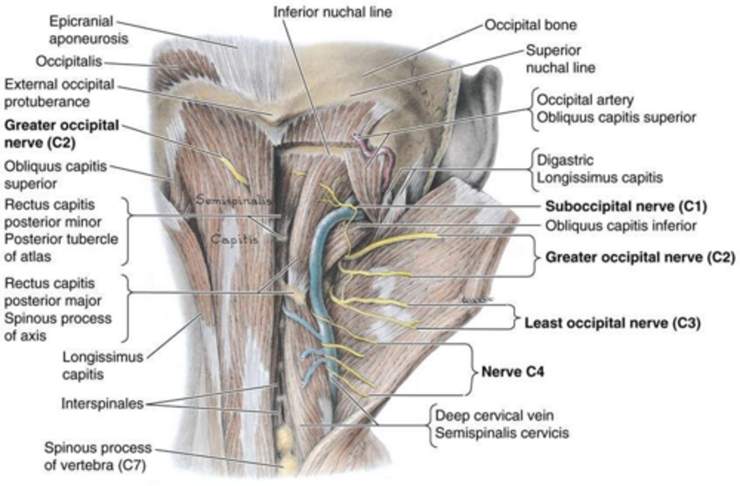<p>Vertebral and ascending cervical arteries (from the subclavian artery).</p>