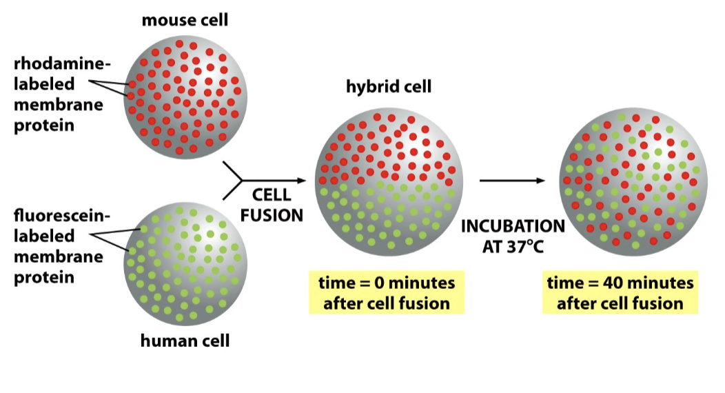 <p>some, but not all, proteins are freely diffusible in the membrane</p>