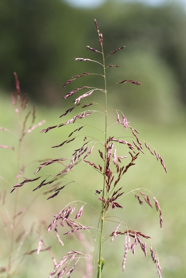 <p><em>Tridens flavus</em>, native/warm season</p>