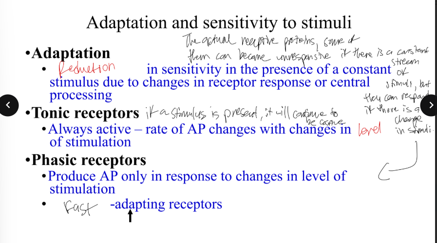 <p>In context of adaptation and sensitivity to stimuli, what is a tonic receptor?</p>