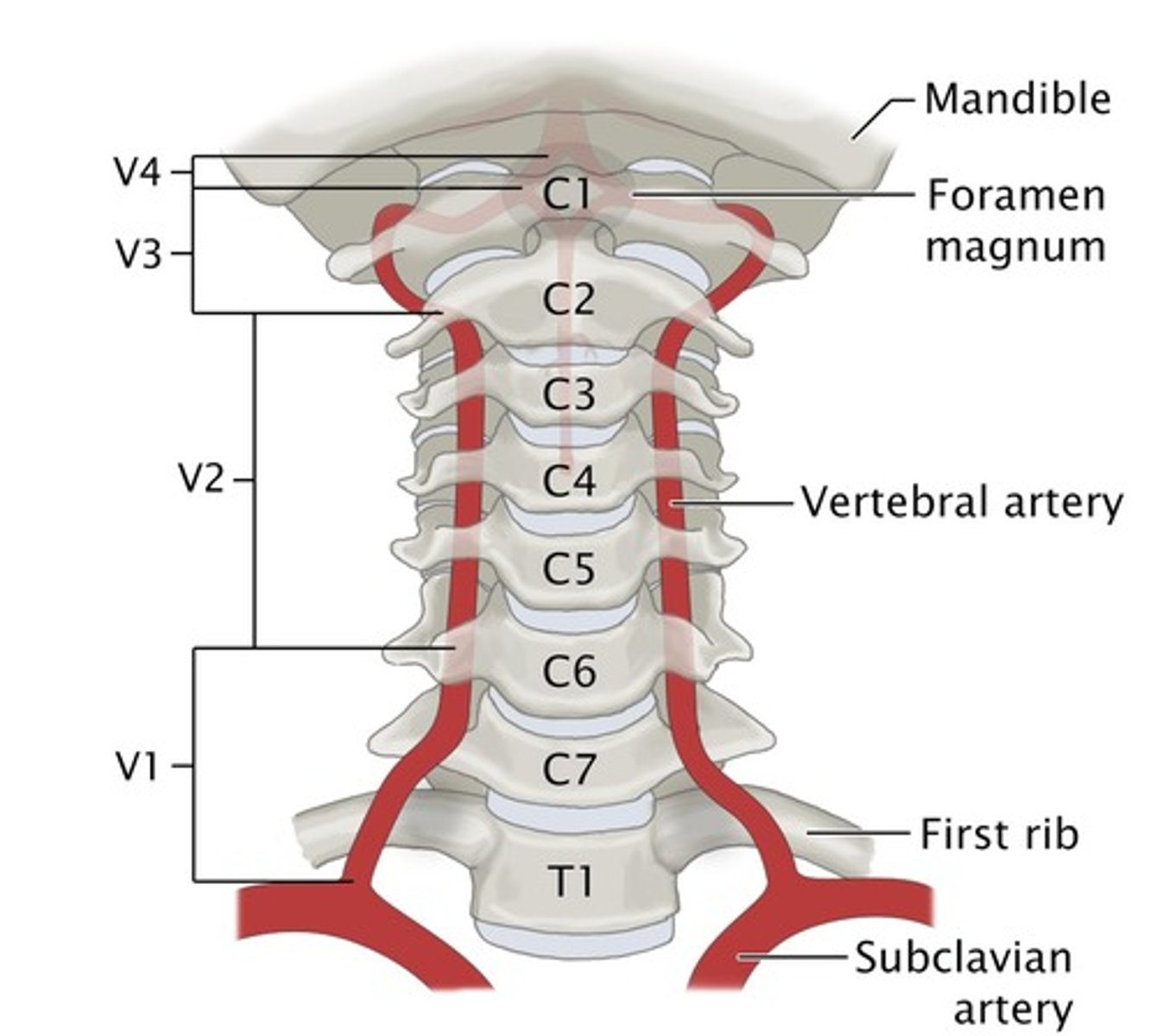 <p>Arteries that ascend the vertebrae, enter the base of the skull, and join together to form the basilar artery.</p>