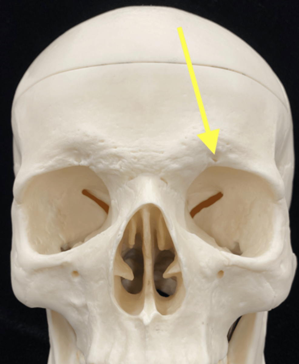 <p>Name bone + feature </p>