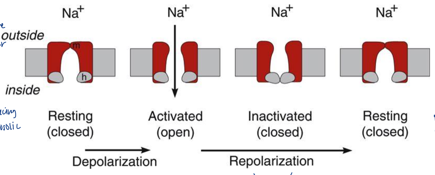 <ul><li><p>fast Na+ channels respond differently</p></li><li><p>partial depolarization causes the closing of h-gates, inactivating the Na+ channel</p></li><li><p>the more the cell depolarizes (partially), the more inactivation of the Na+ channels</p></li><li><p>so during these slow depolarizations, more time allows for the closing of h gates as the m gates open</p><ul><li><p>go from straight from resting to inactivated</p></li></ul></li></ul><p></p>