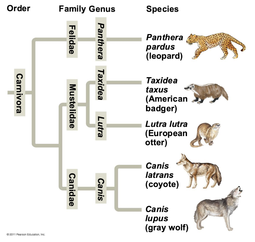 <p>Systematists depict evolutionary relationships in branching phylogenetic trees</p>