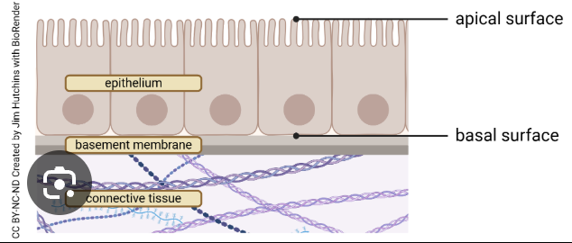 <p>what cells are in the apical layer </p>
