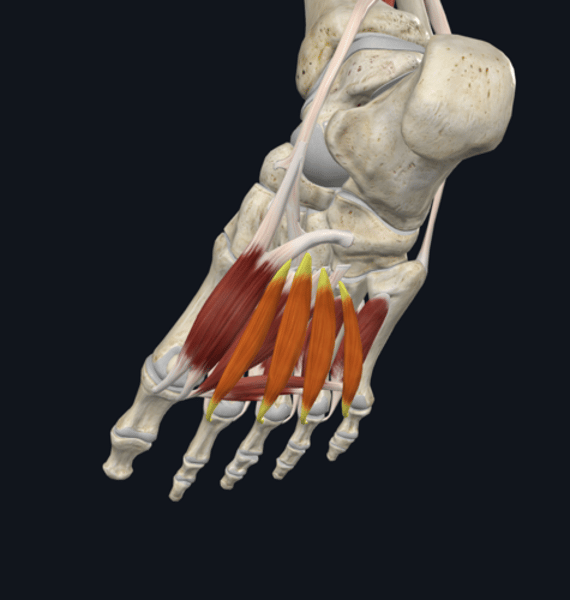 <p>name the yellow highlighted muscle group </p>