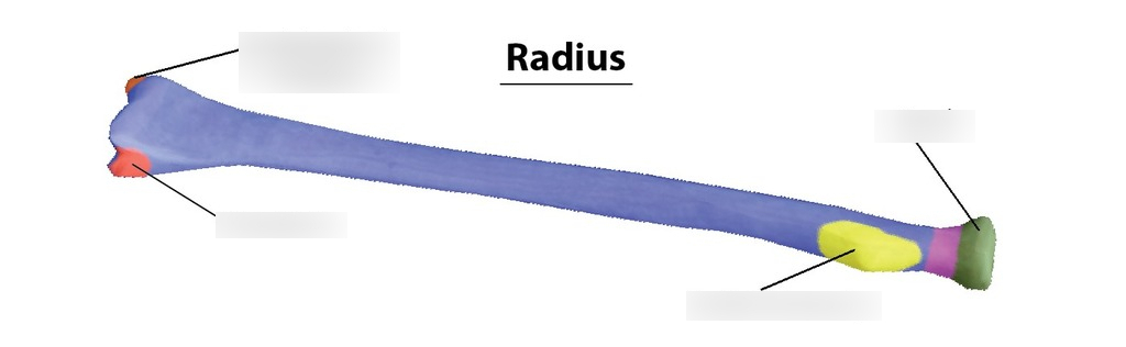 <p>Head of Radius</p>