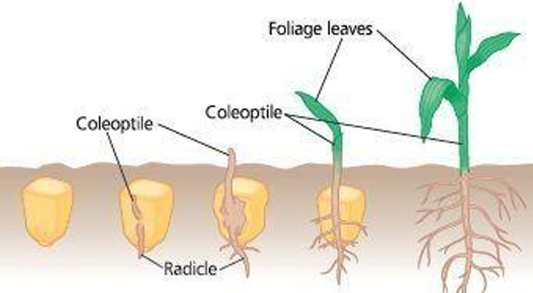 <p>Flowering plants that develop from seeds with a single </p>