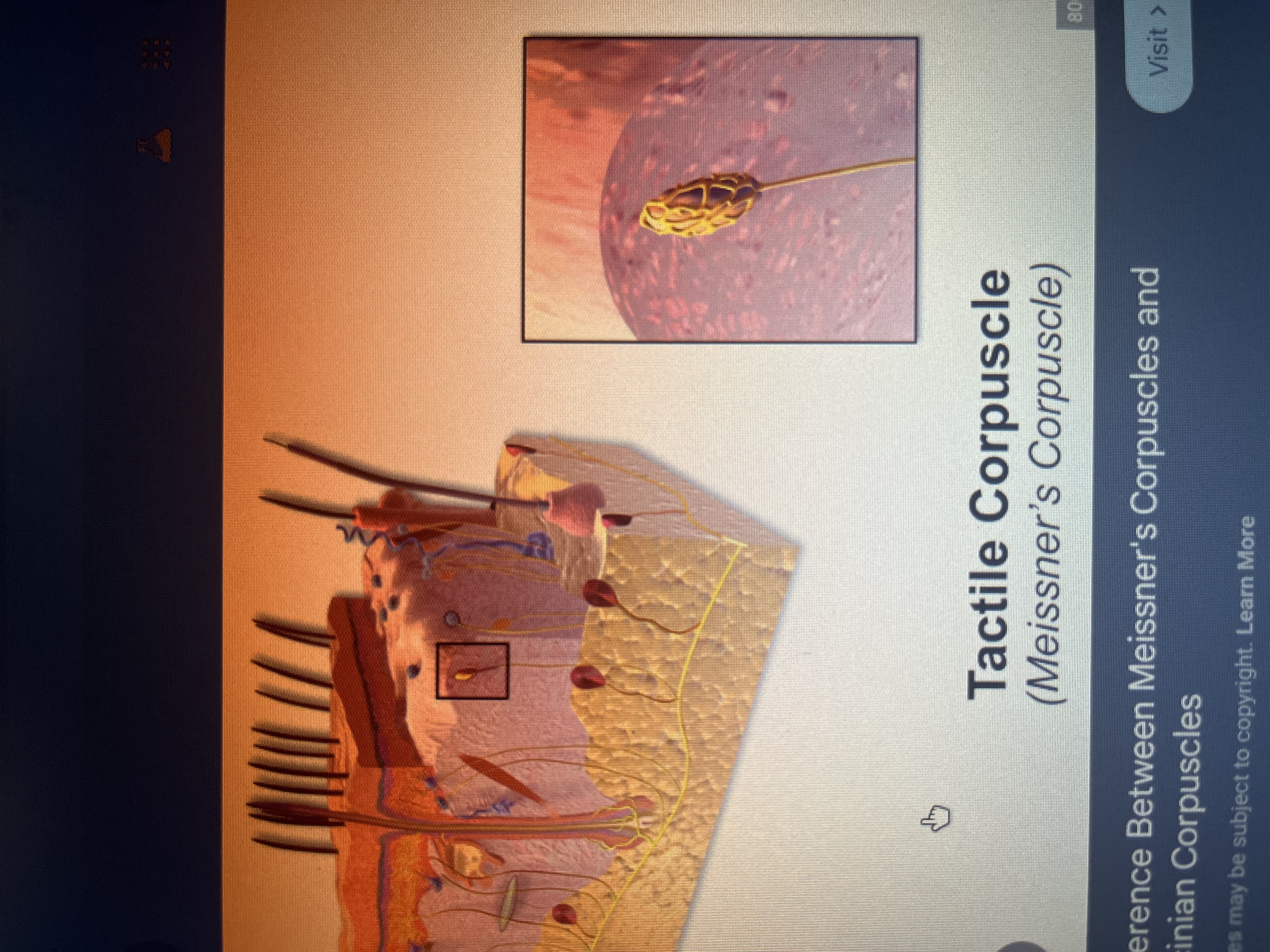 <p>Tactile corpuscle</p>