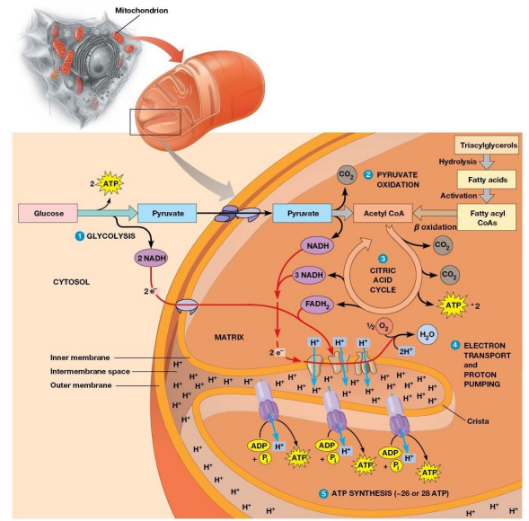 <ul><li><p>All aerobic cells of eukaryotes</p></li><li><p>Both chemotrophic and phototrophic cells</p></li><li><p>Where there is the greatest need for ATP</p></li></ul><p></p>