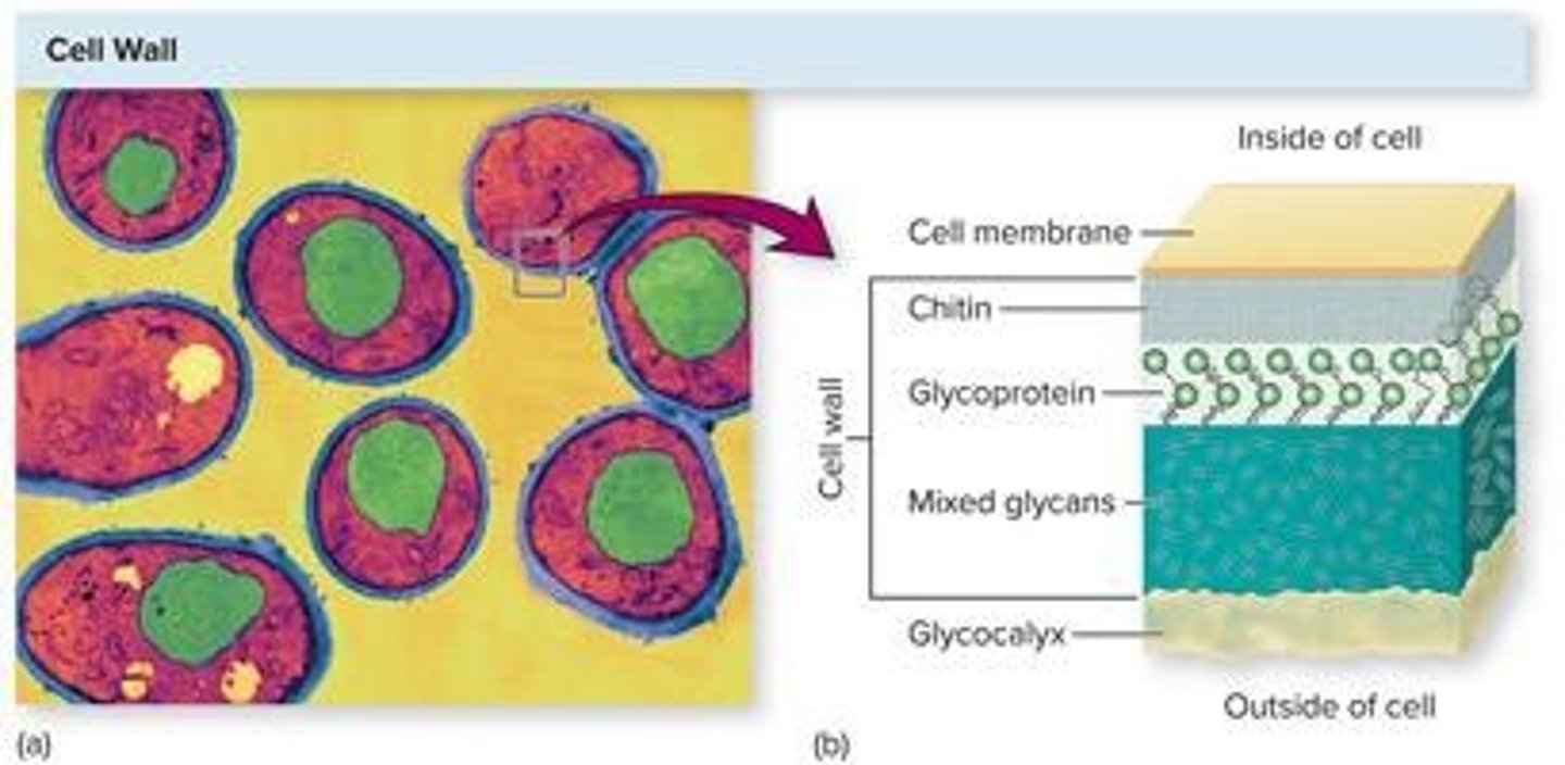<p>Anchor cells, protect against dehydration, enable communication.</p>