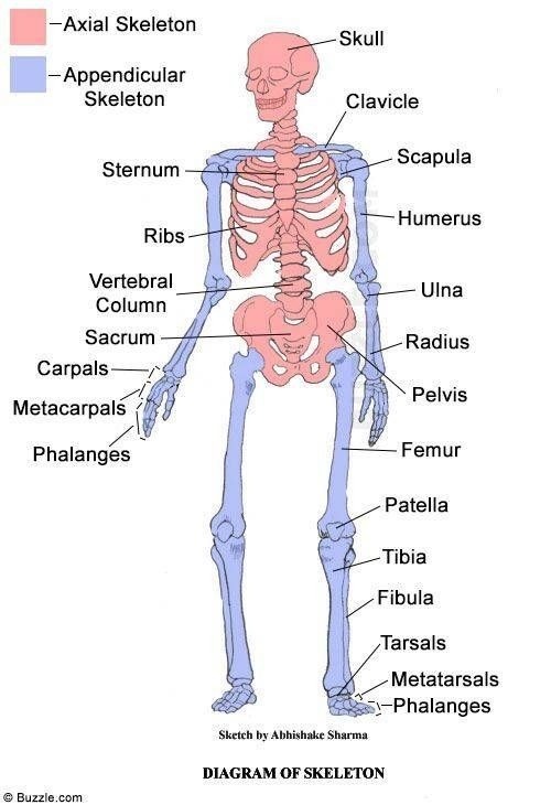 <p>Skull, ribs, sternum, vertebral column</p>