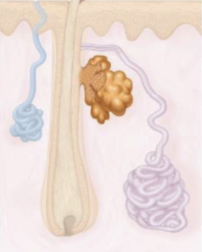 <ul><li><p>sebum (waxy/oily, cell fragments and debris, anibacterial)</p></li><li><p>Released through holocrine and into hair follicles</p></li><li><p>function: water proof (oily) and immune (bactericidal)</p></li><li><p>located <strong>everywhere </strong>except palms/soles</p></li></ul><p></p>