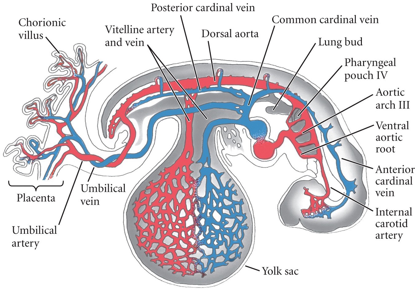 Umbilical artery.