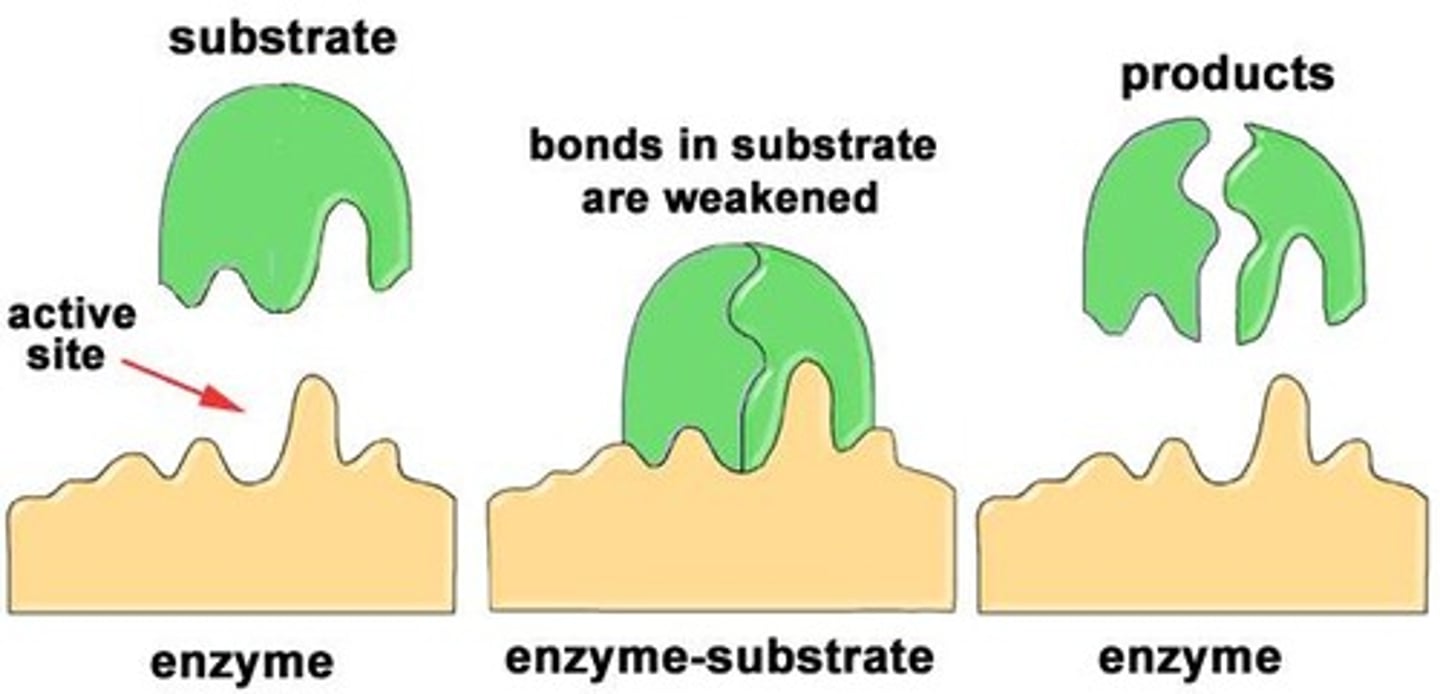 <p>a biological catalyst that speeds up chemical reactions and helps to break down/build molecules.</p>