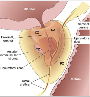 <p>peripheral zone</p>