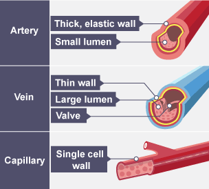 <p><span>Arteries carry blood under high pressure and veins carry blood under low pressure.</span></p>
