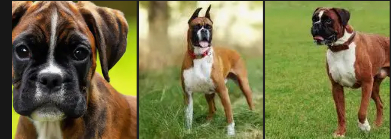 <p>DOG BREEDS: what is the breed?</p>