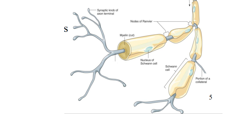 <p>Label the diagram </p>