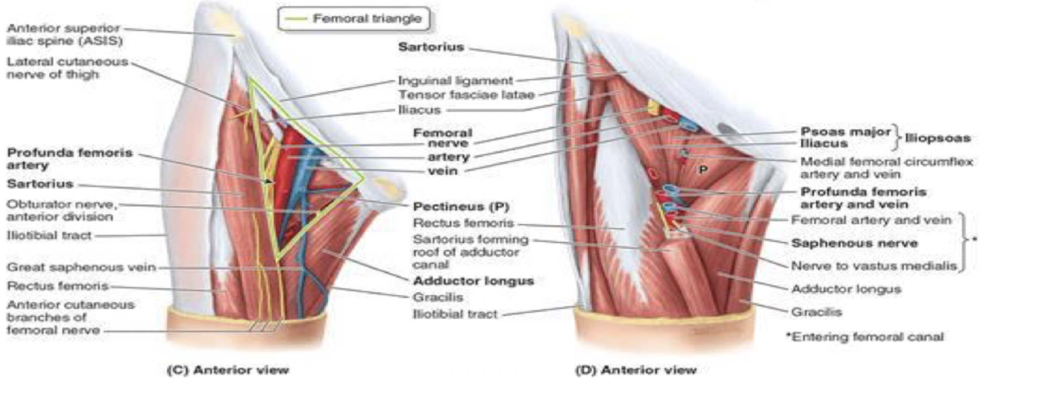 <p>NAV AL </p><ul><li><p>femoral nerve</p></li><li><p>femoral artery </p></li><li><p>femoral vein </p></li></ul><p>(adductor longus border) </p>