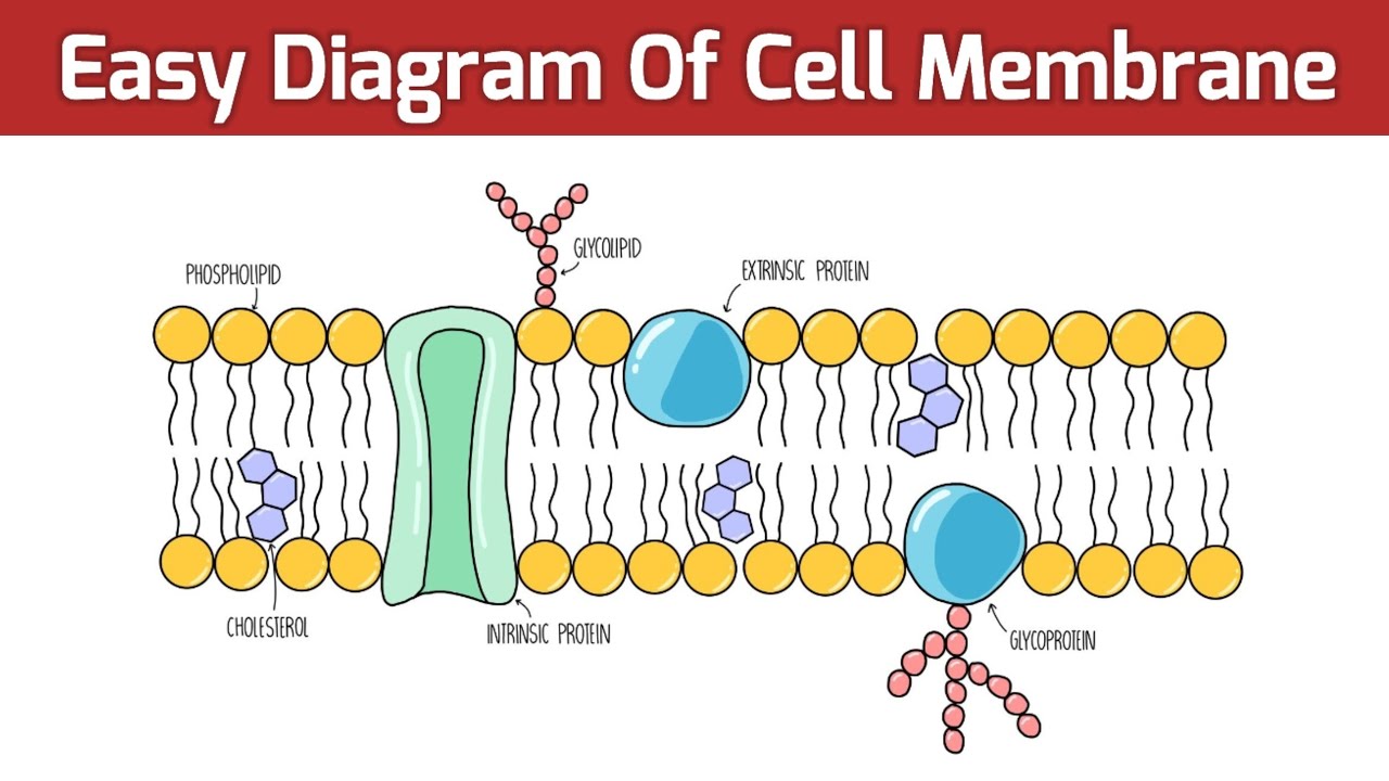 <ul><li><p>made of lipid bi-layer</p></li><li><p>controls movement of substance in and out of cell (semi-permeable)  </p></li></ul><p></p>