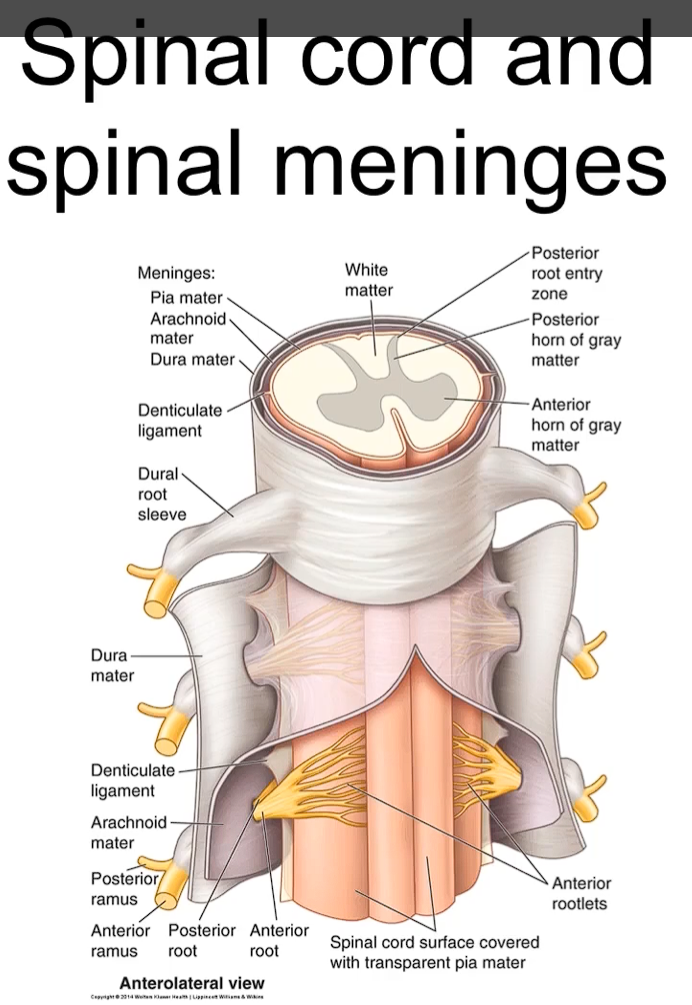 <p>you can see the different layers of images that are covering the spinal cord in this case.</p><p>dura matter is external</p><p>deep to the dura matter is the aranoid matter, deep to the aranoid matter is the pia matter.</p><p>the pia matter is made of _____ cells that are going to cover the spinal cord and the three meninges are also covering parts of the spinal nerves that are existing the spinal cord/central nervous system.</p><ol><li><p class="ds-markdown-paragraph"><strong>Composition of the Pia Mater:</strong></p><ul><li><p class="ds-markdown-paragraph">The pia mater is a thin, transparent layer composed of <strong>flattened (squamous) cells</strong> derived from the mesoderm, known as <strong>mesothelial cells</strong>.</p></li><li><p class="ds-markdown-paragraph">These cells are impermeable and form a barrier. This layer is highly vascularized, meaning it is rich in tiny blood vessels that supply oxygen and nutrients to the underlying neural tissue of the spinal cord.</p></li></ul></li></ol><p></p>