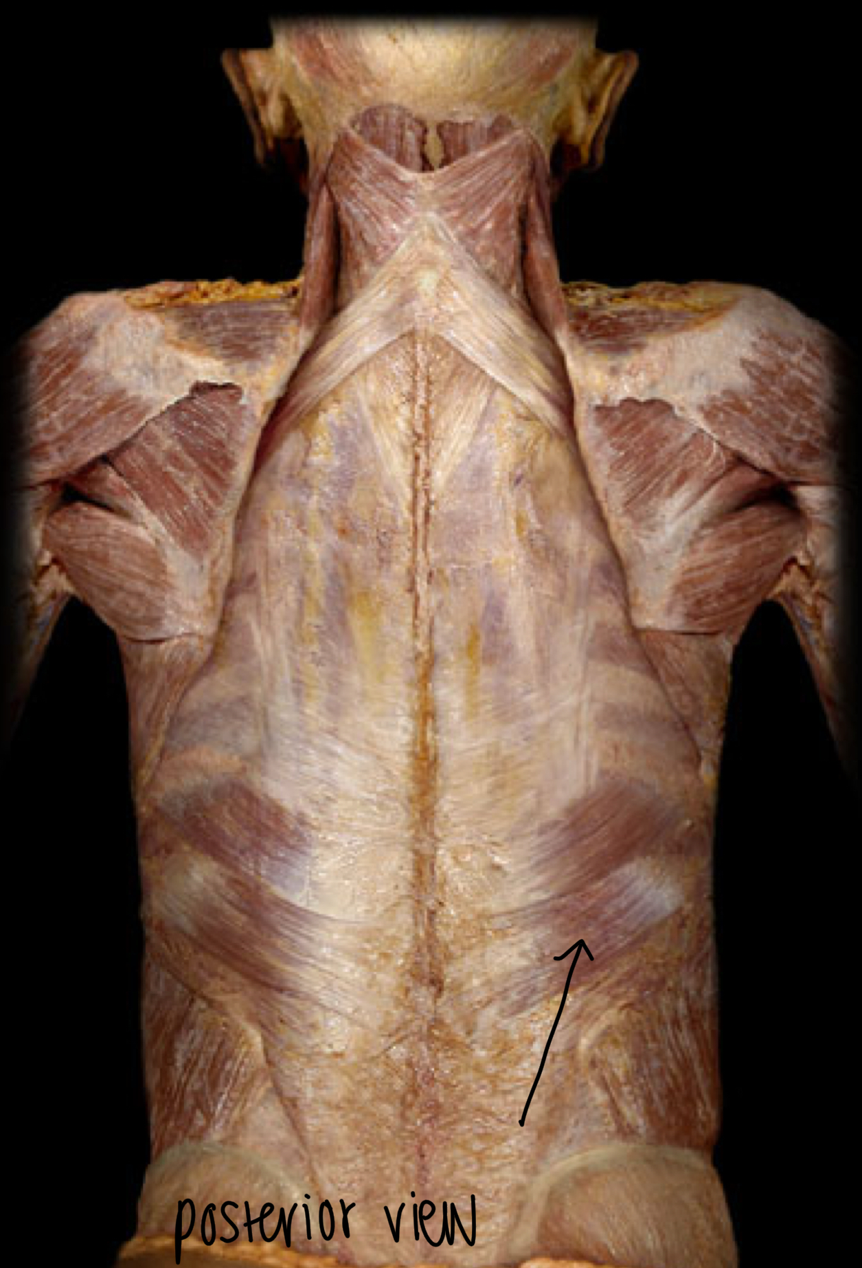 <p>What m. is this?</p><p>orientation and action</p>